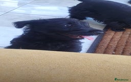 Scottish Terrier dogs for sale: Girl KC Reg vWD/CMO Clear Scottish Terrier Puppy  - Image 28