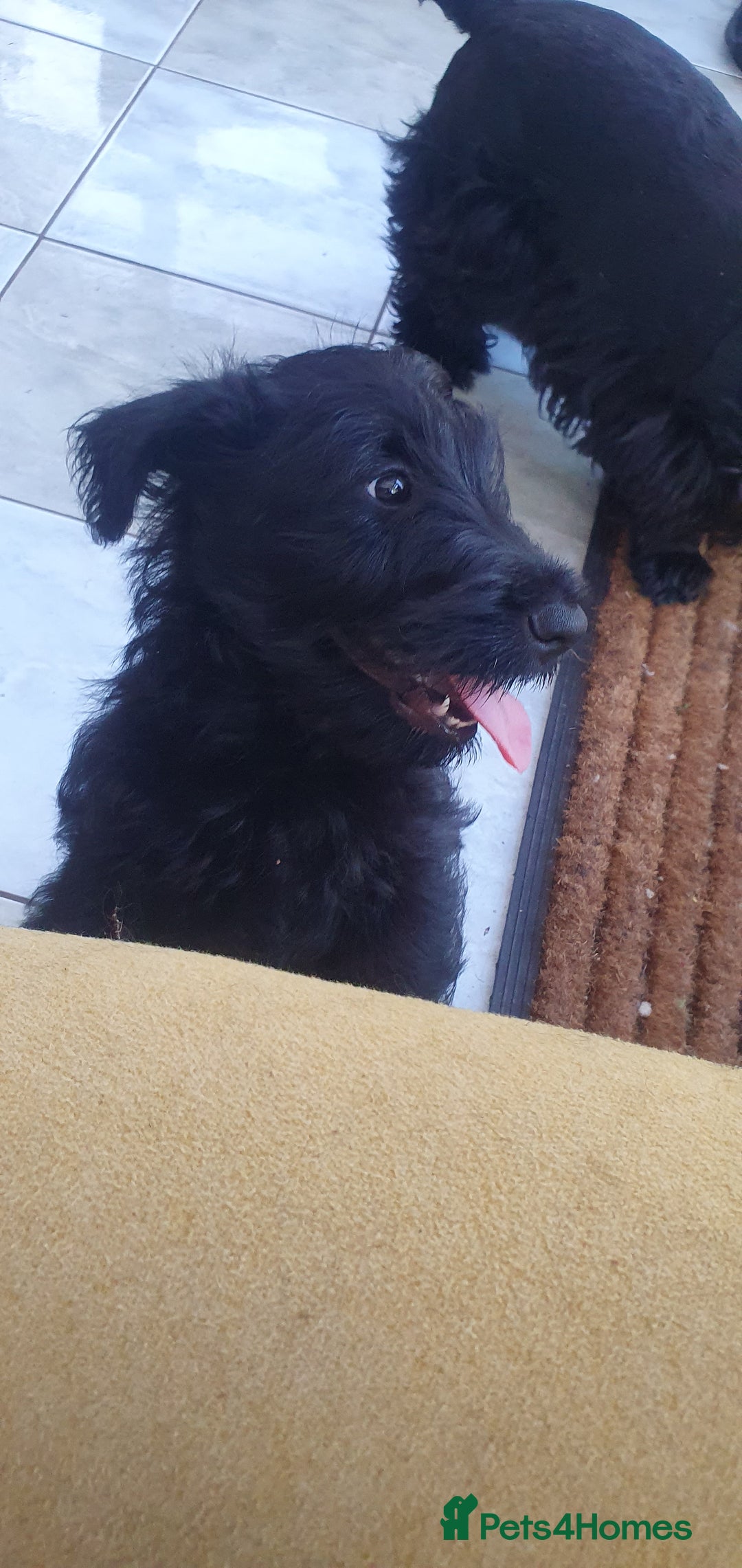 Scottish Terrier dogs for sale: Girl KC Reg vWD/CMO Clear Scottish Terrier Puppy  - Image 28