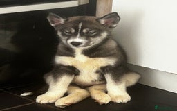 Siberian Husky dogs for sale: 6 month female husky  - Image 10