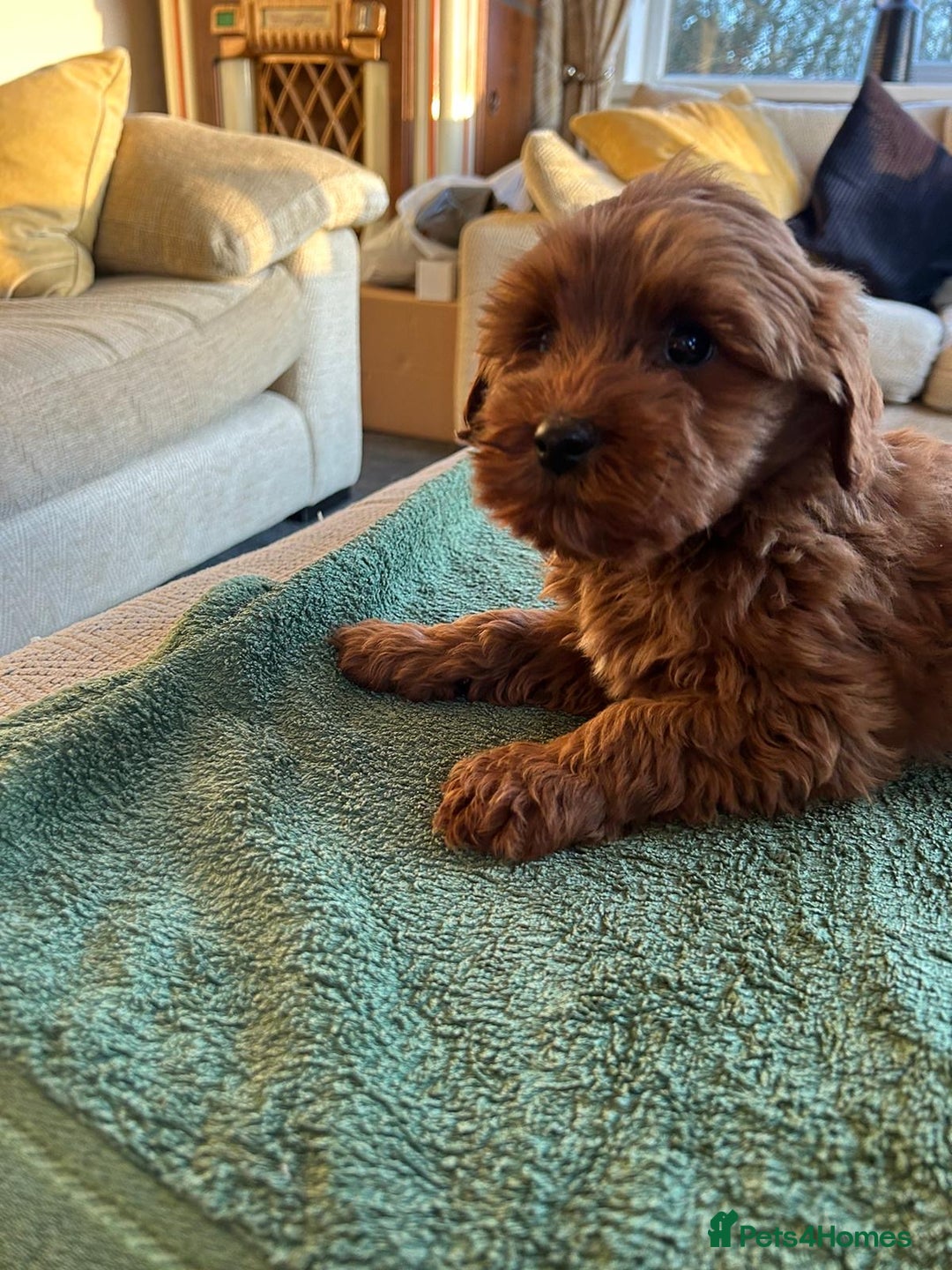 Labradoodle dogs for sale: Gorgeous Health Checked Labradoodle Puppies - Advert 13