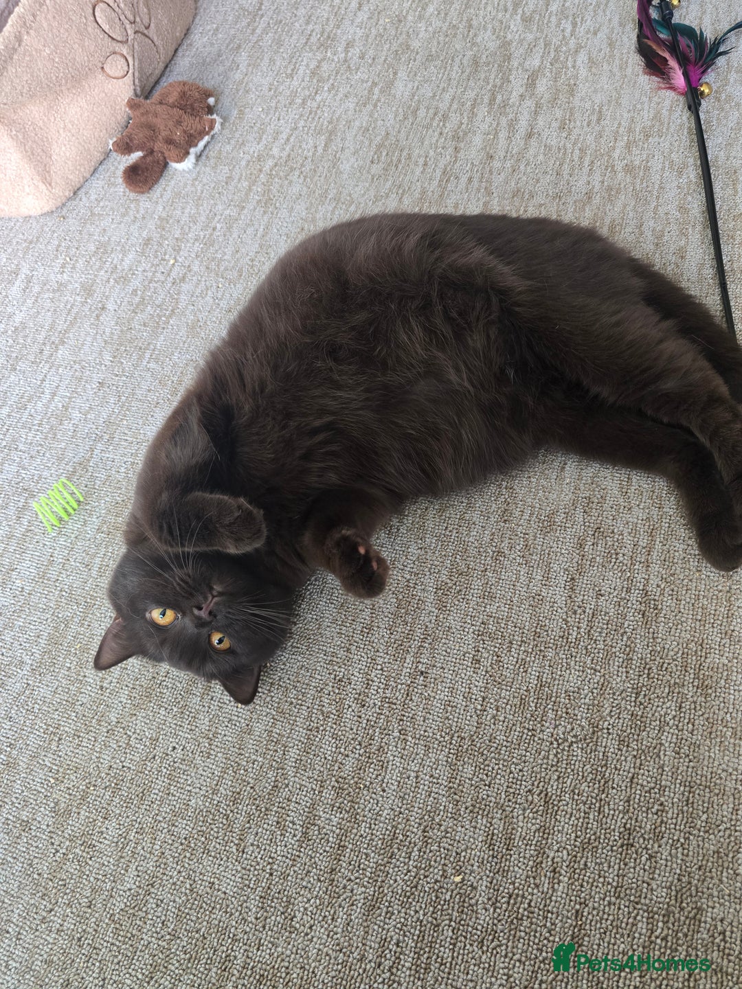 British Shorthair cats for sale: GCCF/TICA Active Queen (Chocolate) - Advert 3