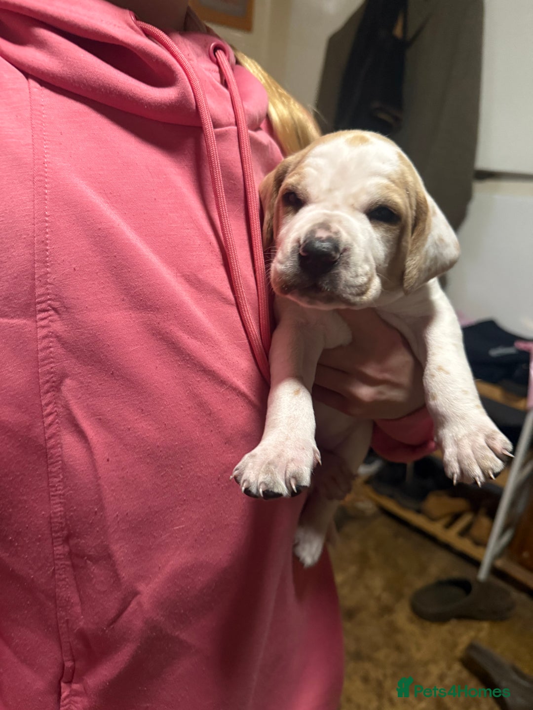 Pointer dogs for sale: Gorgeous English Pointers - Advert 9