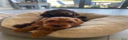 Cockapoo dogs for sale: Two beautiful puppies - Advert 2