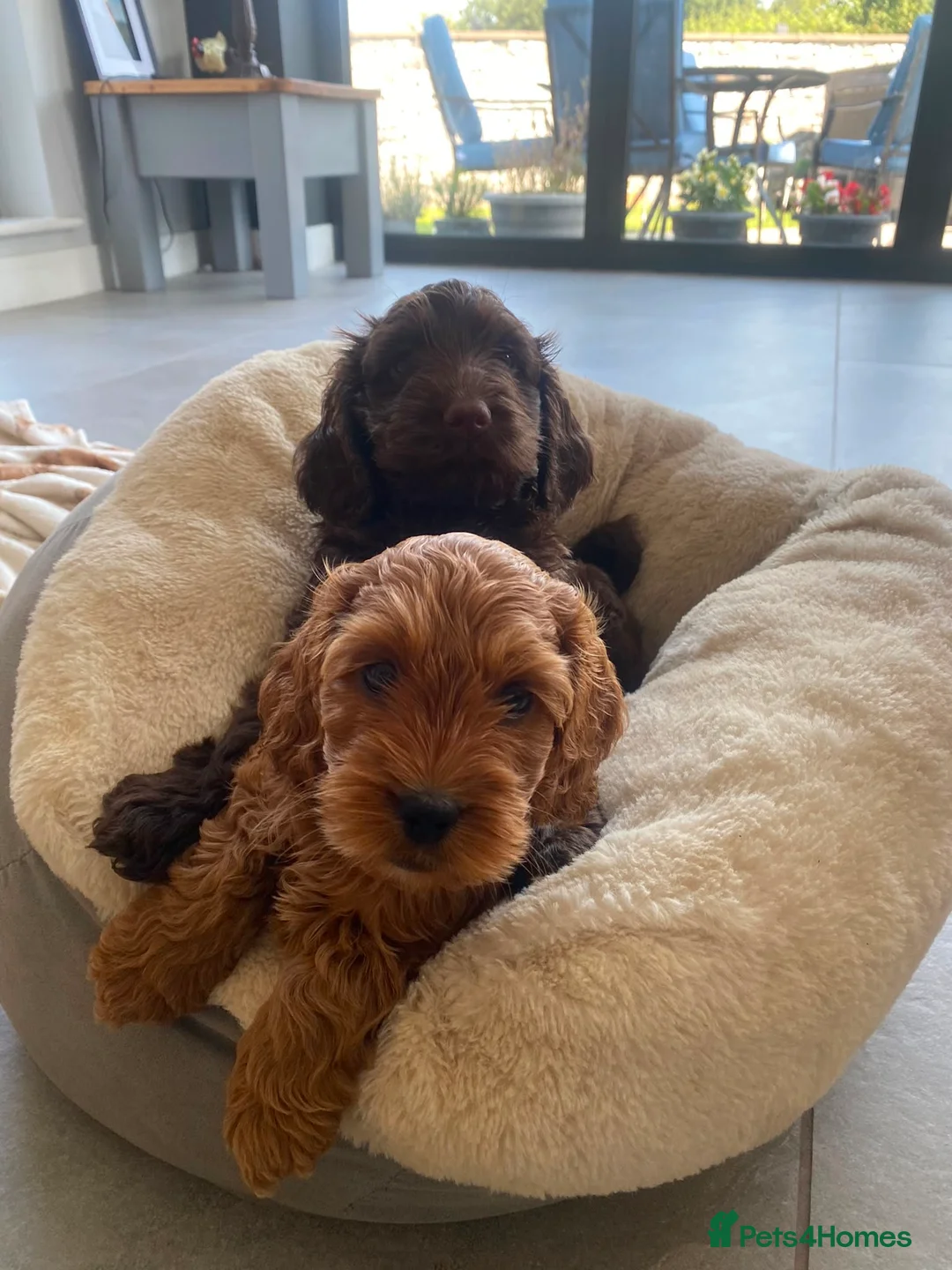 Cockapoo dogs for sale: Two beautiful puppies - Advert 2