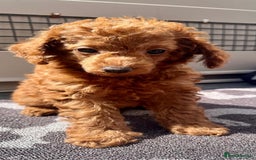 Toy Poodle dogs for sale: STUNNING TOY POODLES KC REG HEALTH TESTED  - Image 17