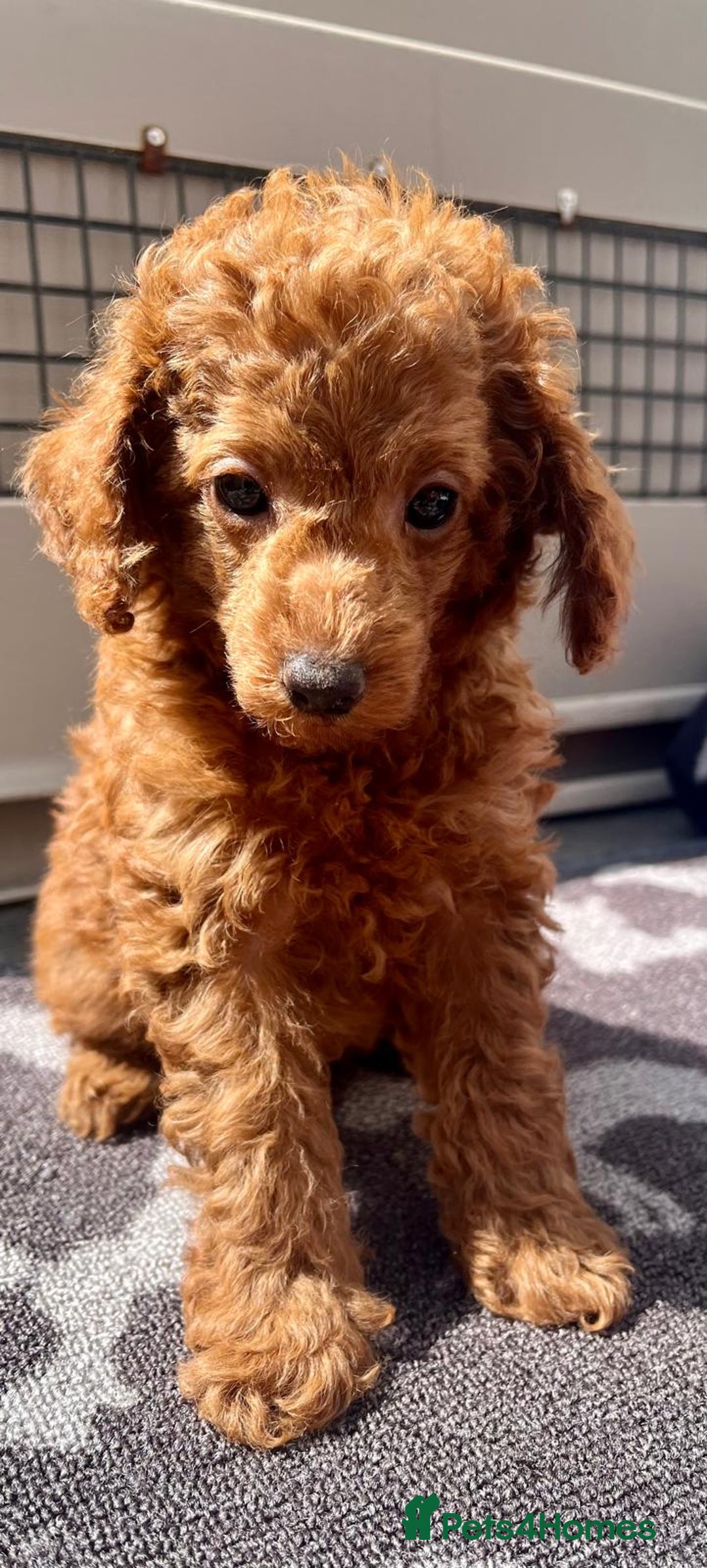Toy Poodle dogs for sale: STUNNING TOY POODLES KC REG HEALTH TESTED  - Image 17