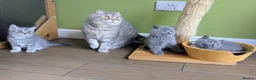 Scottish Fold cats for sale: Beautiful pedigree Scottish Straight female  - Advert 3