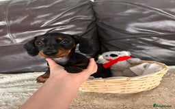 Miniature Dachshund dogs for sale: (now reserved)KC true to type miniature dachshund  - Image 8
