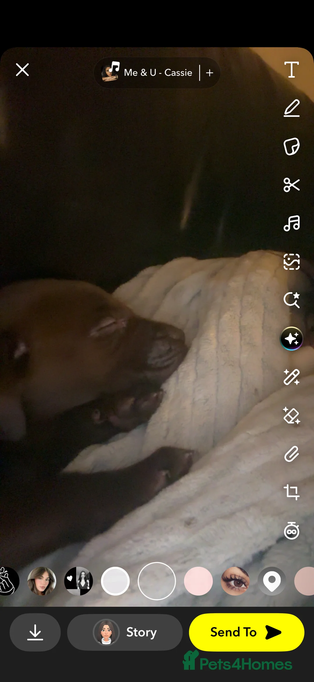 Mixed Breed dogs for sale: Weimaraner/ lab pups ready to go  - Advert 5