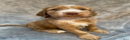 Cocker Spaniel dogs for sale: Working cocker spaniel puppies in Blackpool - Advert 6