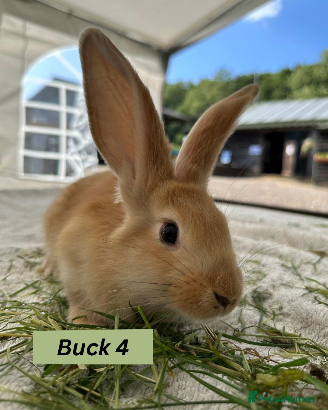 Continental Giant rabbits for sale: Handsome Giant Continental Bucks🐰💙 - Image 4