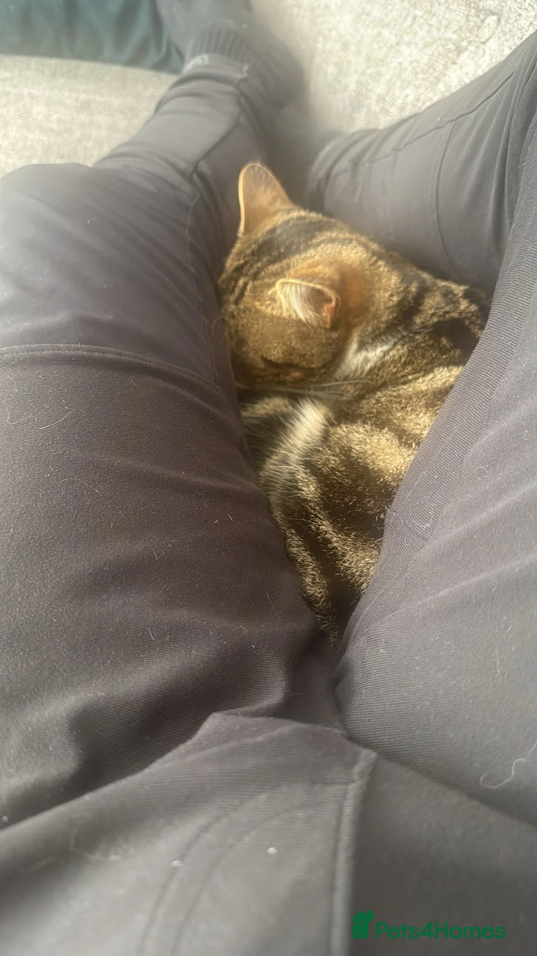 Mixed Breed cats for sale: Loving male cat needs a home - Advert 3