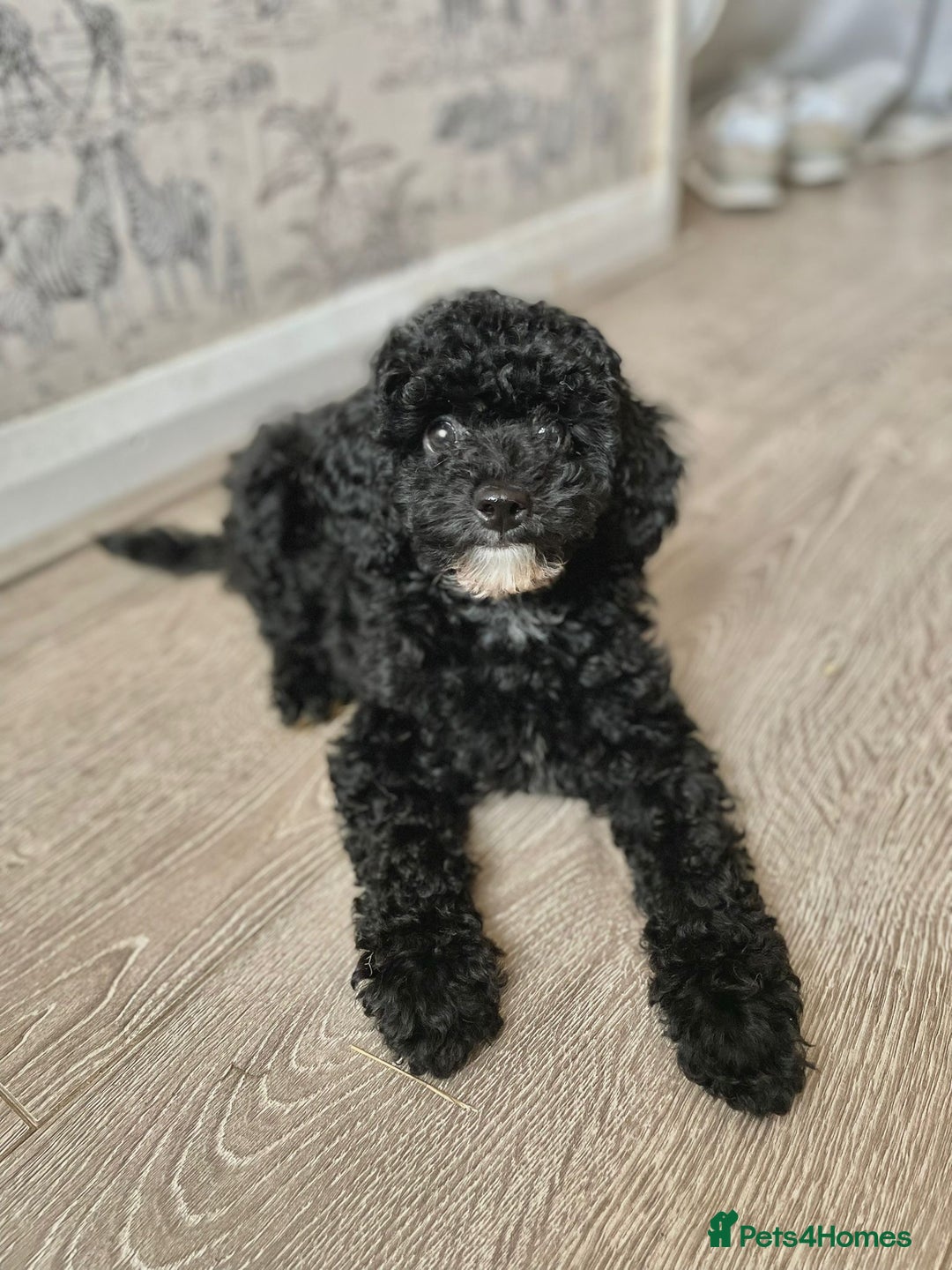 Cavapoo dogs for sale: 1 lonely girl still on the search for her home - Image 2