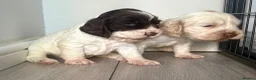 Cocker Spaniel dogs for sale: Beautiful show cocker puppies  - Advert 4