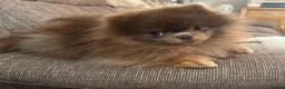 Pomeranian dogs for stud: TINY DNA Tested KC Reg Lilac & Tan Stud  - Advert 6