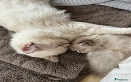 Ragdoll cats for sale: Ragdoll Cherubim Mink Lilac Chocolate TICA - Image 17