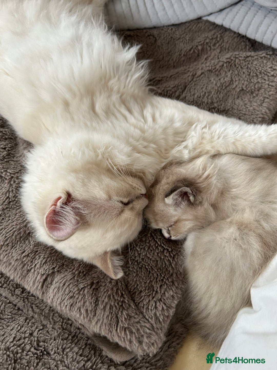 Ragdoll cats for sale: Ragdoll Cherubim Mink Lilac Chocolate TICA - Image 17