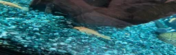 Plecos fish for sale: Blue-eye lemon Bristlenose pleco juveniles  - Advert 4