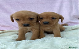 Labrador Retriever dogs for sale: Labrador Retriever - Image 25