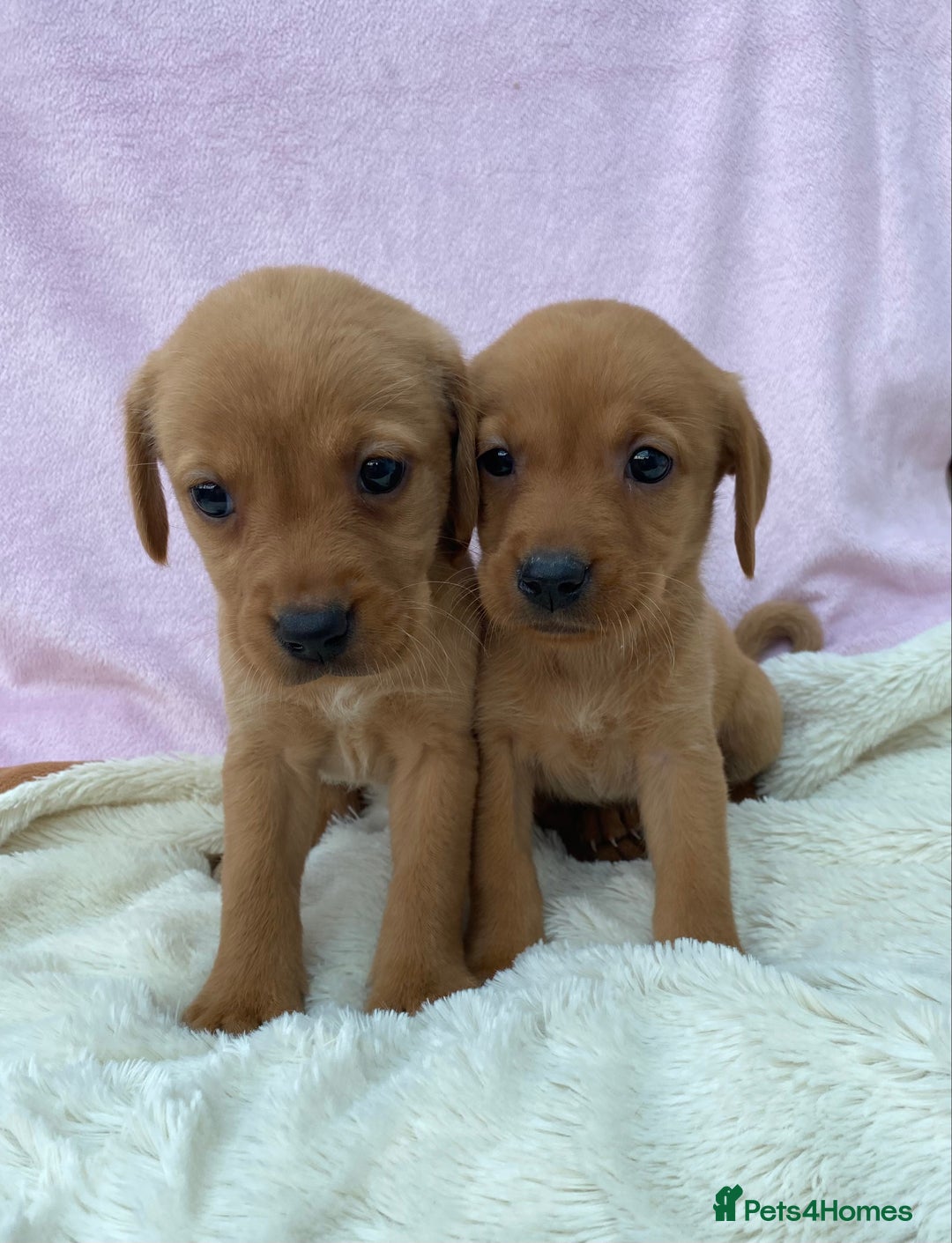Labrador Retriever dogs for sale: Labrador Retriever - Image 25