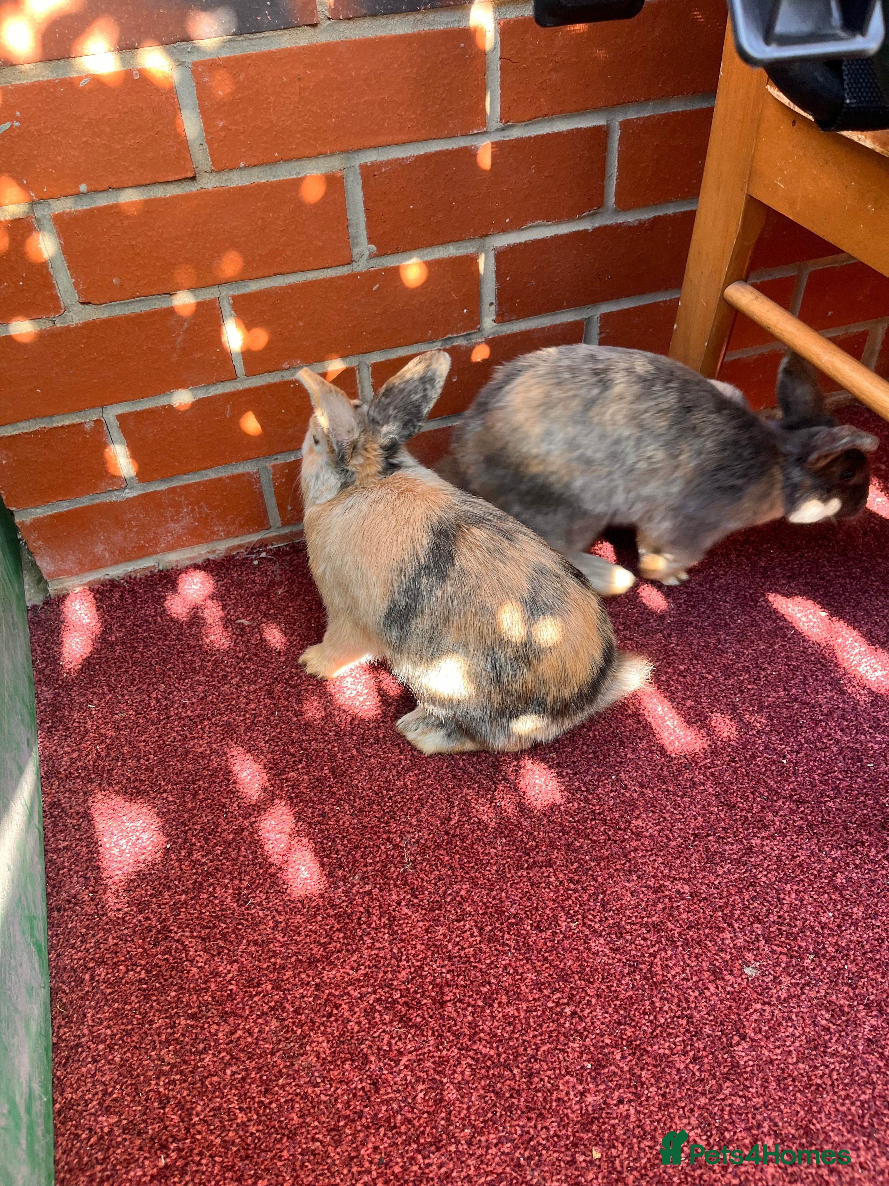 English Lop rabbits Coco and cookie  - Advert 12