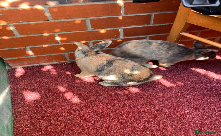 English Lop rabbits - Advert 1