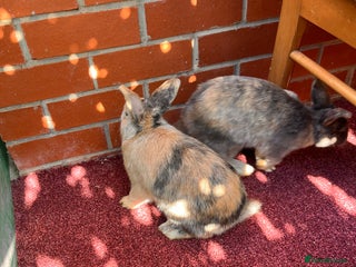 English Lop rabbits - Advert 34