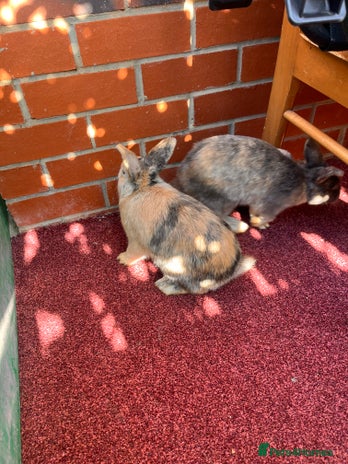 English Lop rabbits - Advert 4