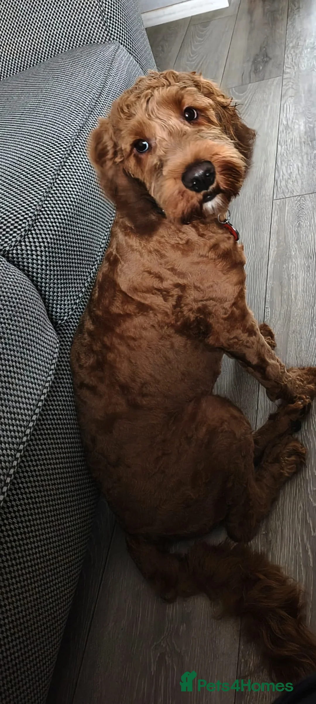 Cockapoo dogs for sale: Cockapoo  - Advert 1