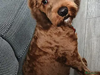 Cockapoo dogs Cockapoo - Advert 9