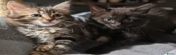 Ragdoll cats for sale: Pair of Ragdoll/Tabby Kittens ..... Bear & Tia  - Advert 5