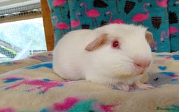 Guinea Pig rodents for sale: Baby Boars Different Breeds Available  - Image 17