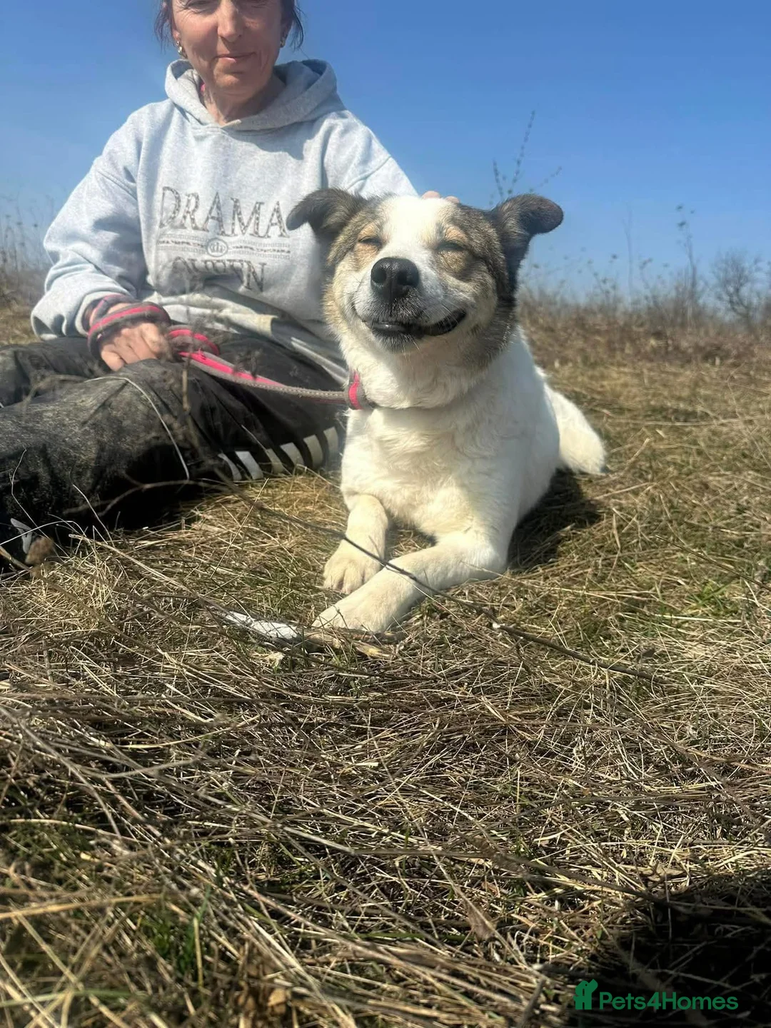 Mixed Breed dogs for adoption: Darla - Norwich norfolk - Advert 2