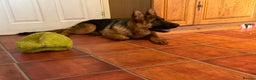 German Shepherd dogs for sale: Outstanding specimen German Shepherd  - Advert 3
