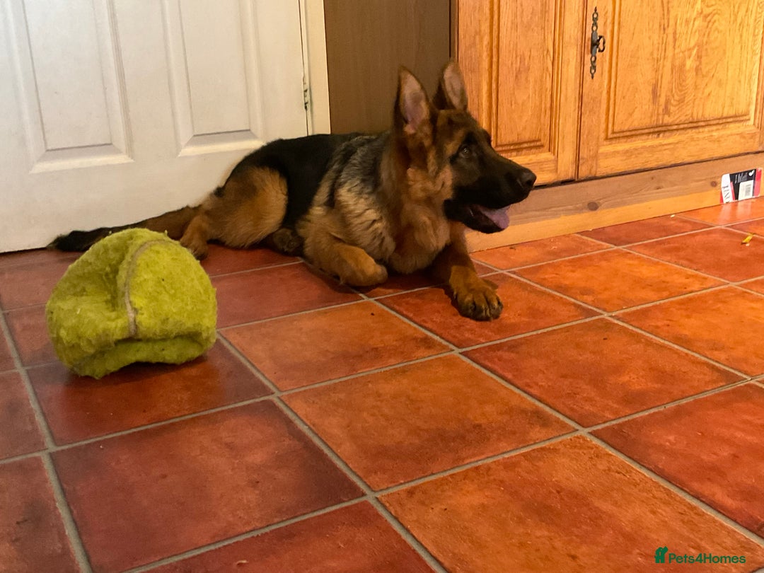 German Shepherd dogs for sale: Outstanding specimen German Shepherd  - Advert 3