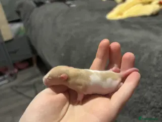 Rat rodents baby rats for sale - Advert 12