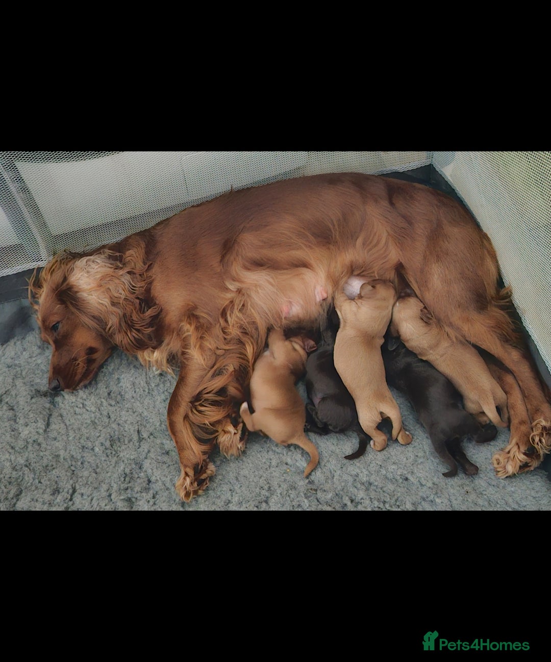 Cocker Spaniel dogs for sale: 5 stunning Cocker Spaniel puppies for sale.  - Advert 7