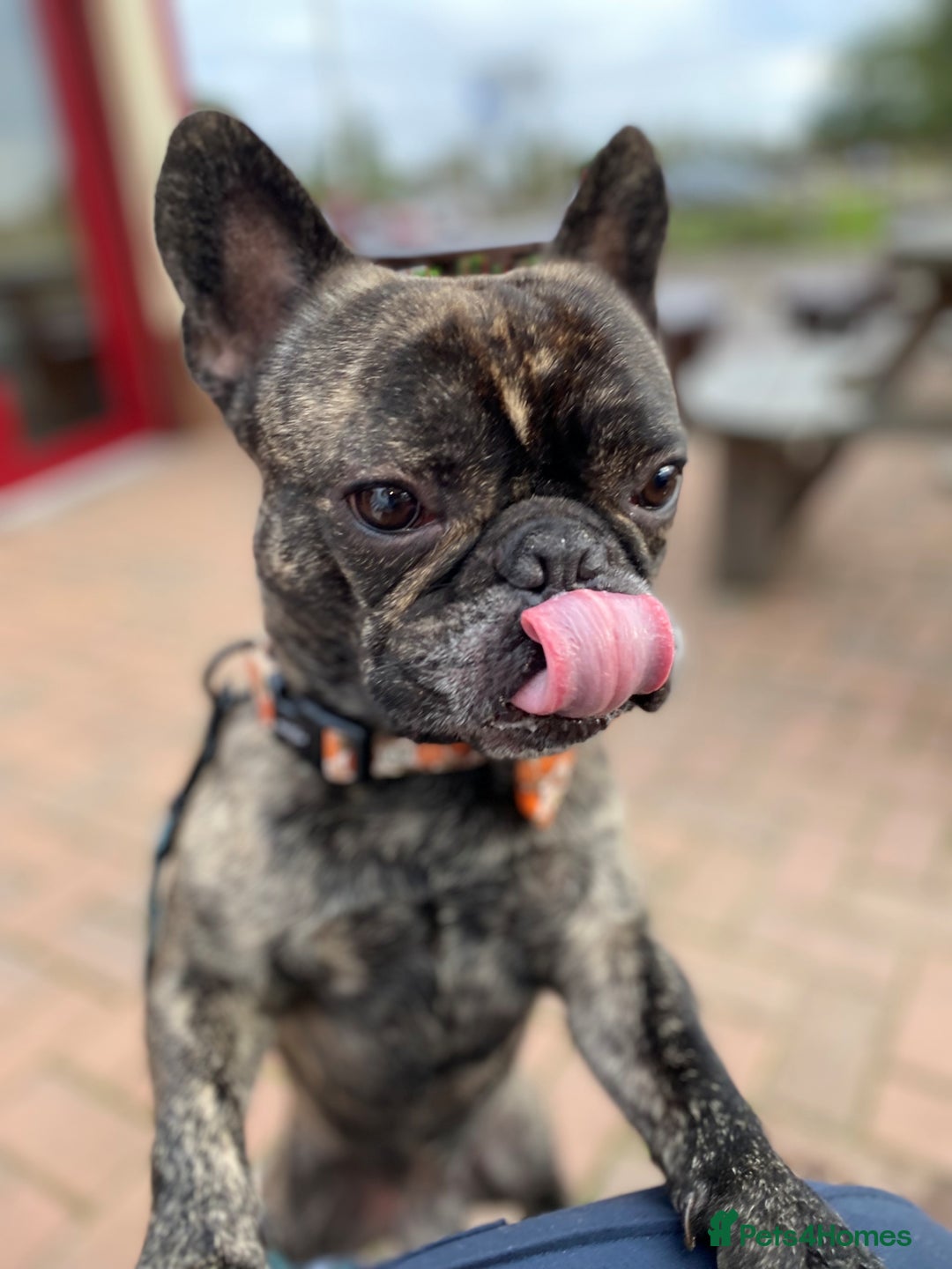 French Bulldog dogs for stud: STUD - Sebastian beautiful boy available for STUD - Advert 2