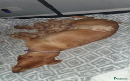 Labrador Retriever dogs for sale: Fox red labrador puppies - Advert 15