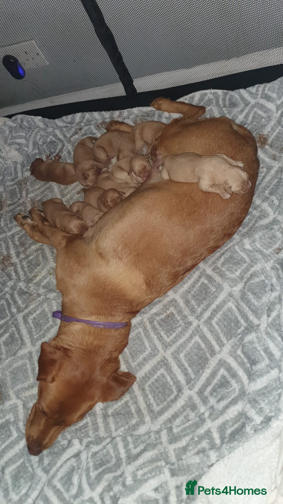 Labrador Retriever dogs for sale: Fox red labrador puppies - Advert 15