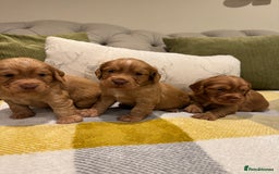Cocker Spaniel dogs for sale: Gorgeous working cocker spaniel puppies - Image 3