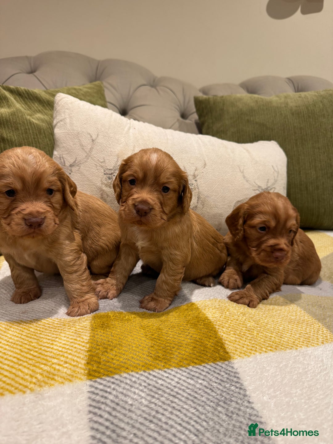 Cocker Spaniel dogs for sale: Gorgeous working cocker spaniel puppies - Image 3