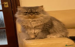Persian cats for sale: Persian male  - Image 10