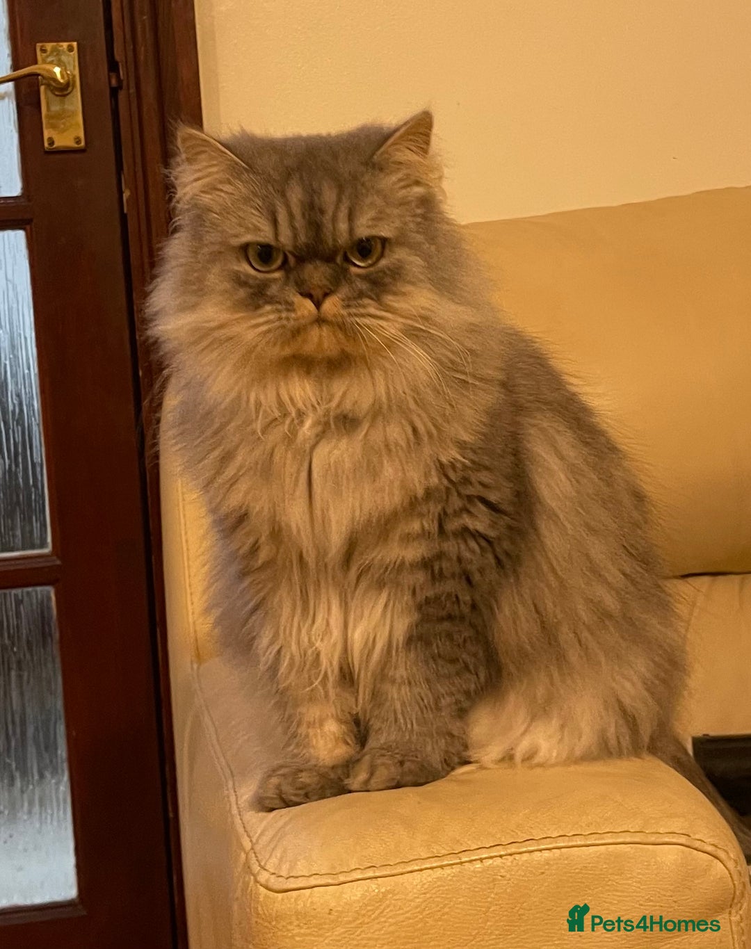 Persian cats for sale: Persian male  - Image 10