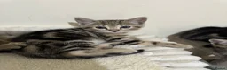 Domestic Shorthair cats for sale: Lovely tabby kittens - Advert 18