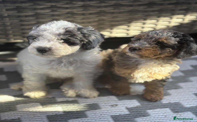 Toy Poodle dogs - Advert 4