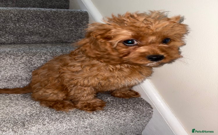 Cavapoo dogs in Dudley - Advert 6