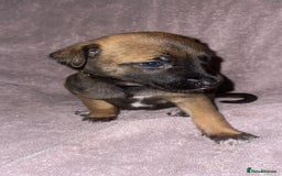 Mixed Breed dogs for sale: Belgian Malinois X Greyhound   - Image 10