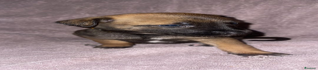 Mixed Breed Puppy 1