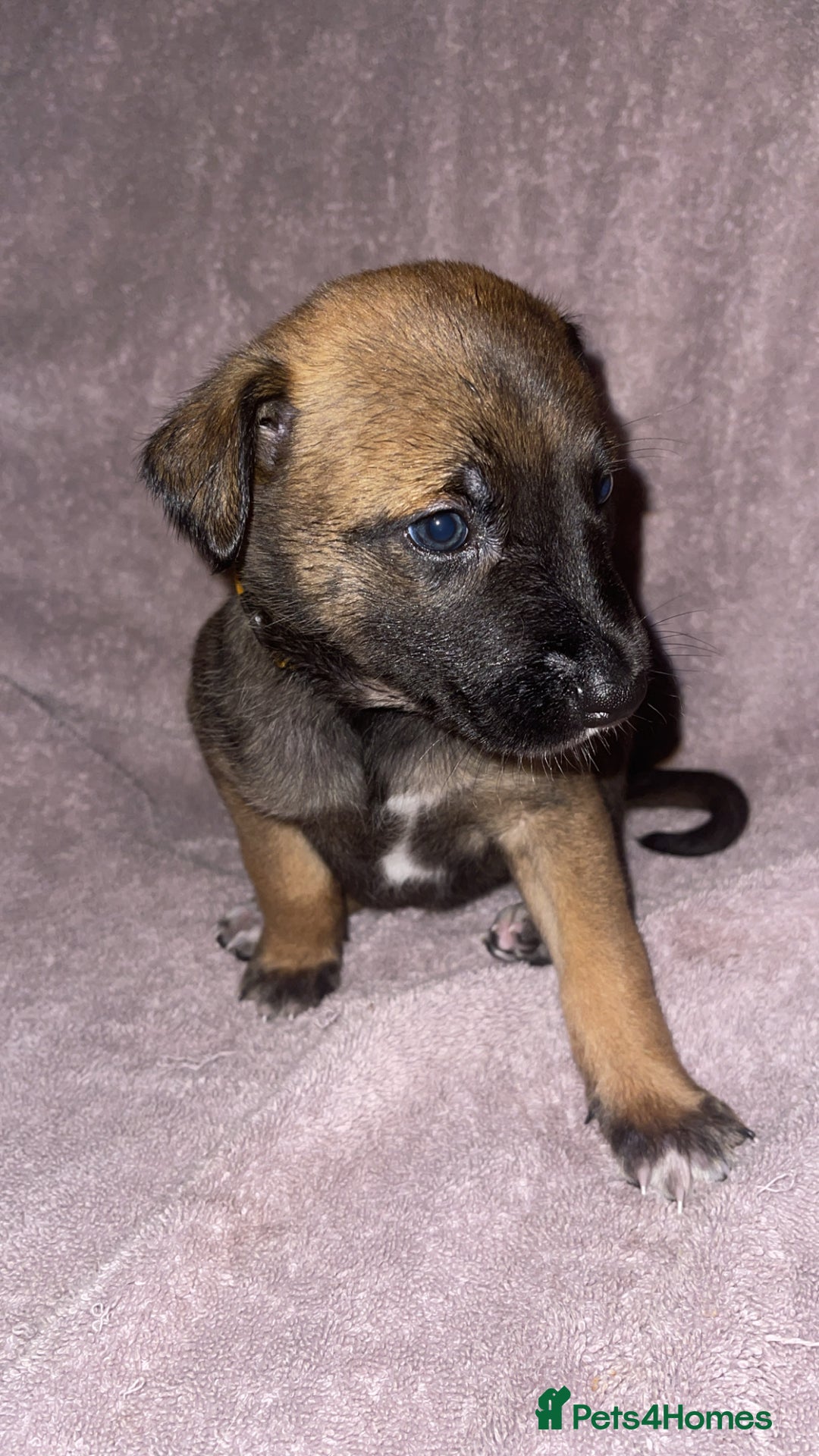 Mixed Breed dogs for sale: Belgian Malinois X Greyhound   - Image 10